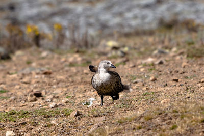 Bird on a field