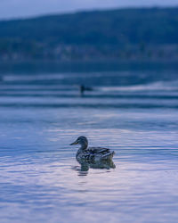 Bird swimming in sea