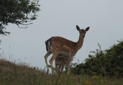 View of giraffe on field against sky