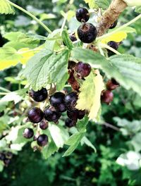 Close-up of berries growing on tree