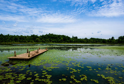 A floating pier in a lily pad studded lake on a summer day.