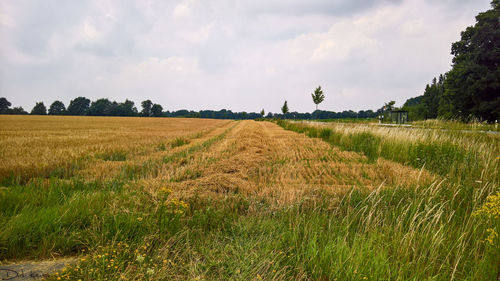 Scenic view of field against sky