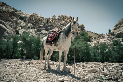 View of a horse on mountain against clear sky