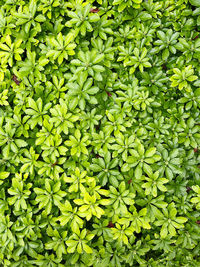 Full frame shot of fresh green plants