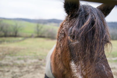 Close-up of a horse