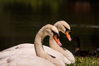 Close-up of swan in lake