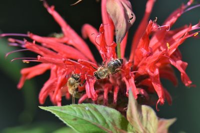 Close-up of bee pollinating on red flower