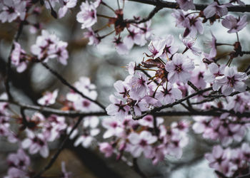 Pink cherry blossoms in spring