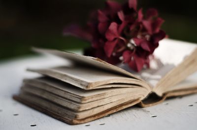 Close-up of flowers against blurred background