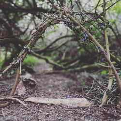 Close-up of tree branch in forest