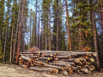 Stack of logs in forest