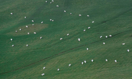 Sheep scattered on a green hillside