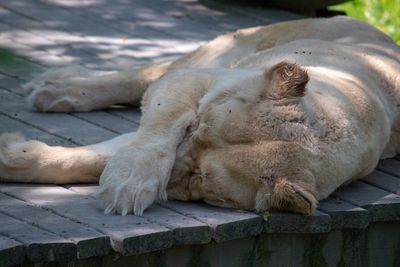 Close-up of a sleeping cat