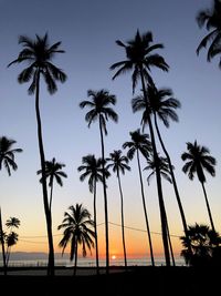 Beautiful sunset ocean view with palm trees 