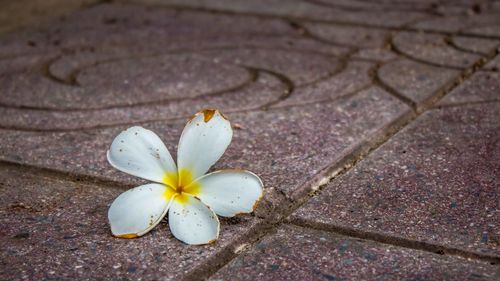 High angle view of white flower on footpath