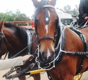 Close-up of horse