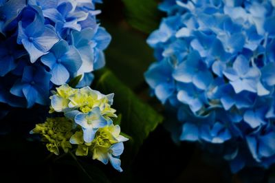 Close-up of purple flowers