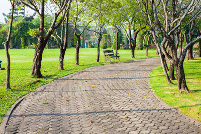 Footpath amidst trees in park