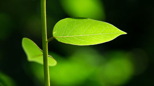 Close-up of green leaves