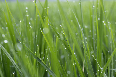 Close-up of wet grass