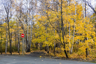 Road amidst trees in forest during autumn