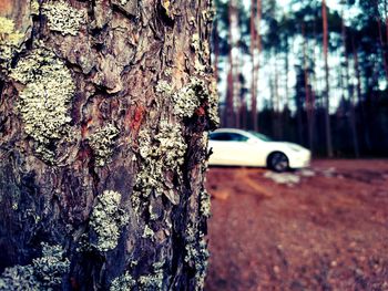 Close-up of tree trunk