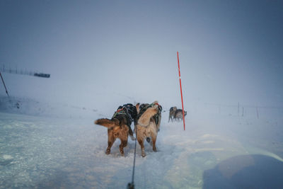 Dogs on snow