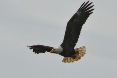 Low angle view of eagle flying against clear sky