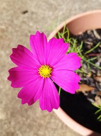 Close-up of pink flower blooming outdoors