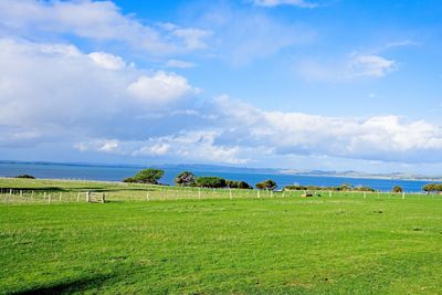 Scenic view of agricultural field against sky