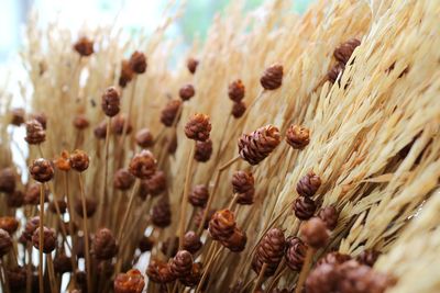 Selective focus of dry wildflowers and wheat ears, decorative in house.