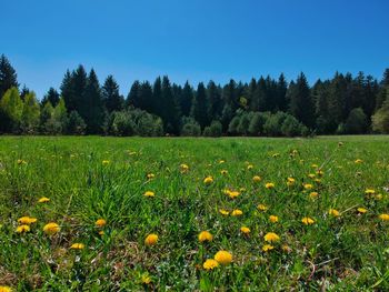 Scenic view of flowering plants on field against sky