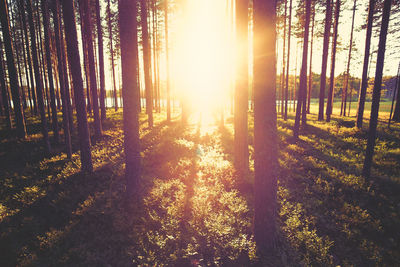 Trees in forest during sunset