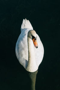 Close-up of swan swimming in lake