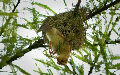 Low angle view of bird perching on tree