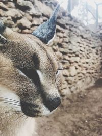 Close-up of a dog on field