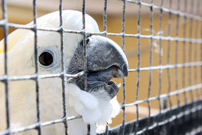 Close-up of a bird in cage