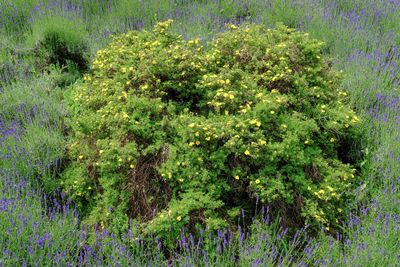 Plants growing on field