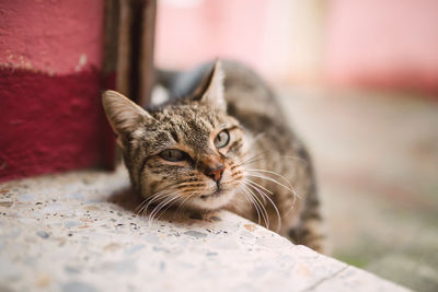 Close-up of cat looking away