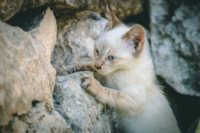 What you need to do when you're stuck.. close-up of a climbing baby stray cat.. beautiful blue eyes.