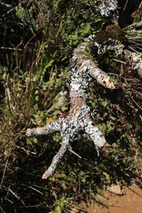 Close-up of insect on tree trunk