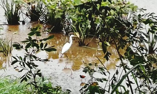 High angle view of bird swimming in water