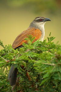 White-browed coucal facing right in leafy bush