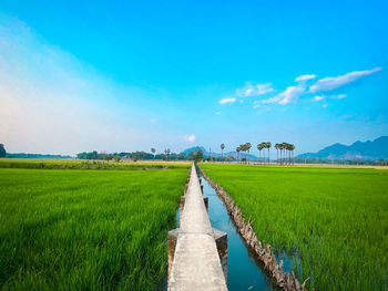 Scenic view of agricultural field against sky