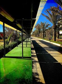 Shadow of trees on grass