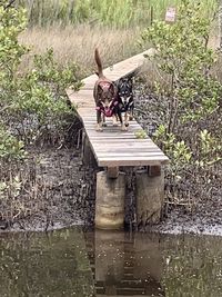 View of birds on wooden post by lake