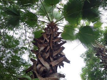 Low angle view of palm tree against sky