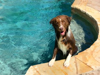 High angle portrait of dog by swimming pool