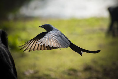 Close-up of bird flying