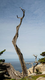 Driftwood on tree trunk by sea against sky